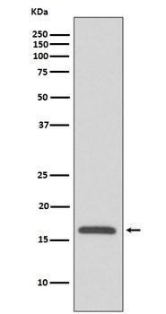 Anti-COX IV COX4I1 Rabbit Monoclonal Antibody
