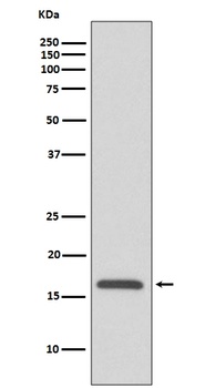 COX IV COX4I1 Rabbit Monoclonal Antibody