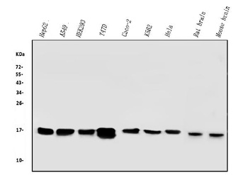 COX IV COX4I1 Antibody (monoclonal, 4G11)