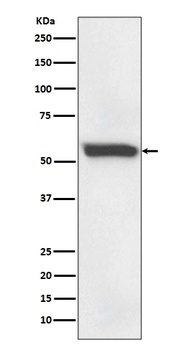 58K Golgi protein Rabbit Monoclonal Antibody
