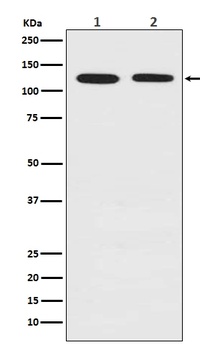 Anti-Drebrin DBN1 Rabbit Monoclonal Antibody