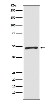 Zic1 Monoclonal Antibody