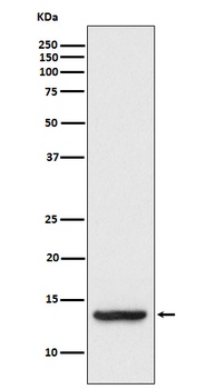 TAX1BP3 Monoclonal Antibody