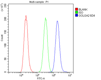 Anti-GM130 GOLGA2 Antibody (monoclonal, 6D4)