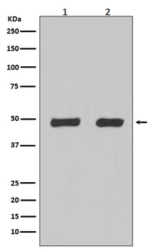 Anti-Flotillin 2 FLOT2 Rabbit Monoclonal Antibody