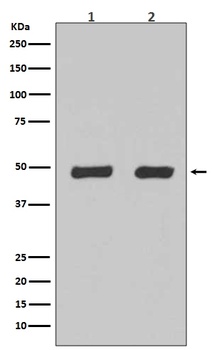 Flotillin 2 FLOT2 Rabbit Monoclonal Antibody