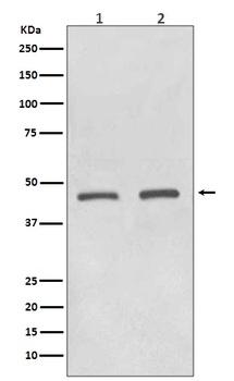 Anti-HDAC11/Histone Deacetylase 11 Rabbit Monoclonal Antibody