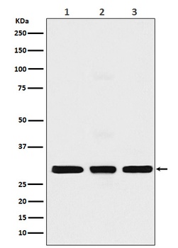 Anti-Histone H1.2 Monoclonal Antibody