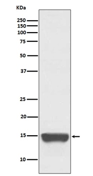 Anti-TWEAKR Rabbit Monoclonal Antibody