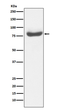 RAP80 Monoclonal Antibody