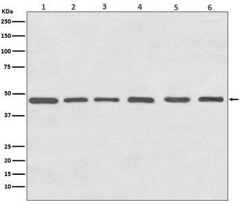 Tubulin gamma Rabbit Monoclonal Antibody