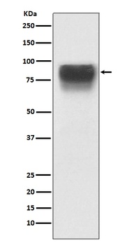 TGN46 Rabbit Monoclonal Antibody