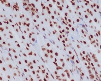Histone H3.3 H3F3A Rabbit Monoclonal Antibody