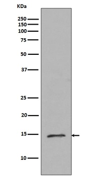 Histone H2B (mono methyl R79) HIST2H2BE Rabbit Monoclonal Antibody