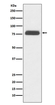 TBR1 Rabbit Monoclonal Antibody