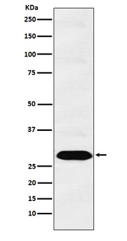 PSMA1 Monoclonal Antibody