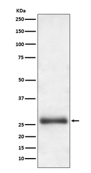 Anti-Apg10 (Atg10) Rabbit Monoclonal Antibody