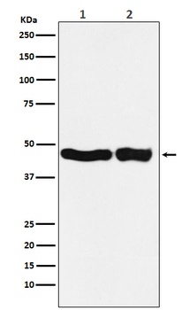 UQCRC2 Monoclonal Antibody