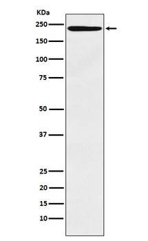 LY75 Monoclonal Antibody