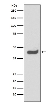 Anti-SOX1 Rabbit Monoclonal Antibody