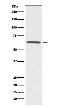 CDC42EP1/Mse55 Rabbit Monoclonal Antibody