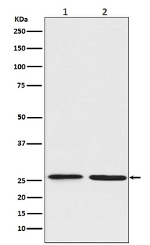 Anti-BNIP1 Rabbit Monoclonal Antibody