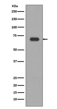 Anti-Alas1/Alas H Rabbit Monoclonal Antibody