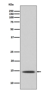Anti-Histone H2B Rabbit Monoclonal Antibody