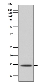 Histone H2B Rabbit Monoclonal Antibody