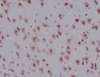 Anti-NeuN RBFOX3 Rabbit Monoclonal Antibody