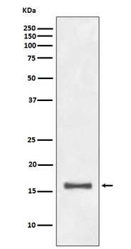 Histone H3 (di methyl K9) HIST1H3A Rabbit Monoclonal Antibody