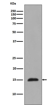 Histone H3 (mono methyl R2) HIST1H3A Rabbit Monoclonal Antibody