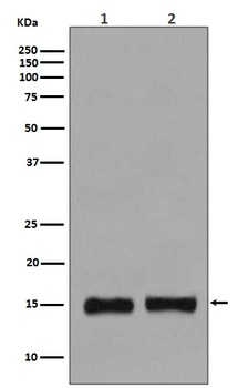 Histone H3 (mono methyl K36) HIST1H3A Rabbit Monoclonal Antibody