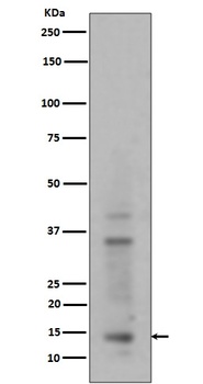 Histone H3 (mono+di+tri methyl K14) HIST1H3A Rabbit Monoclonal Antibody
