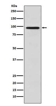 Anti-Golgin 97 GOLGA1 Monoclonal Antibody