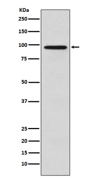 Golgin 97 GOLGA1 Monoclonal Antibody