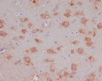 HSPA12A Rabbit Monoclonal Antibody