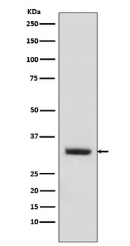 C10orf63 ENKUR Rabbit Monoclonal Antibody