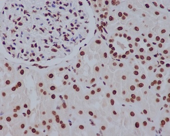 Histone H2A.Z H2afz Rabbit Monoclonal Antibody