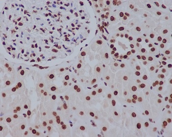Anti-Histone H2A.Z H2afz Rabbit Monoclonal Antibody