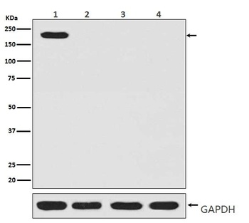 CRISPR-Cas9 SP Rabbit Monoclonal Antibody