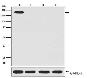 Anti-CRISPR-Cas9 SP Rabbit Monoclonal Antibody