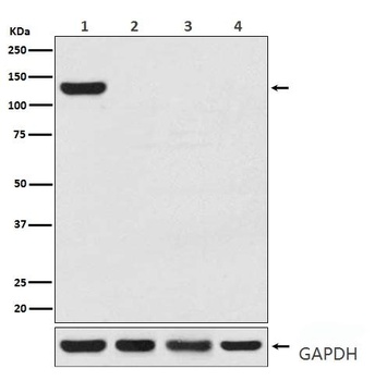 CRISPR-Cas9 Rabbit Monoclonal Antibody