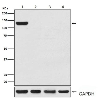 Anti-CRISPR-Cas9 Rabbit Monoclonal Antibody