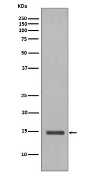 Histone H2B (yeast) HIST1H2BC Rabbit Monoclonal Antibody