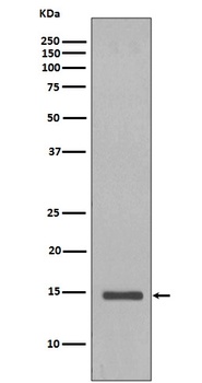 Anti-Histone H2B (yeast) HIST1H2BC Rabbit Monoclonal Antibody