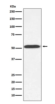 alpha Tubulin (yeast) TUB1 Rabbit Monoclonal Antibody