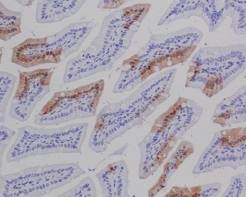 Anti-GFP Rabbit Monoclonal Antibody