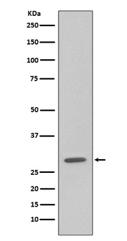 Anti-GFP Rabbit Monoclonal Antibody