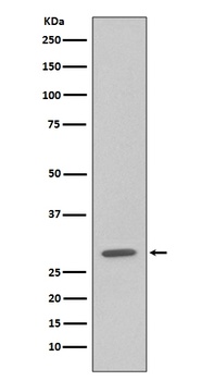 GFP Rabbit Monoclonal Antibody